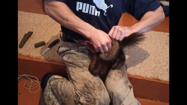 Видео-урок как ободрать соболя