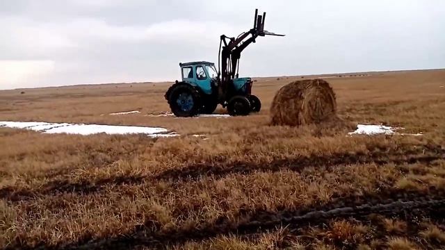 К 701 # МТЗ-50 # поездка за сеном. Сезон 2020 смотреть онлайн