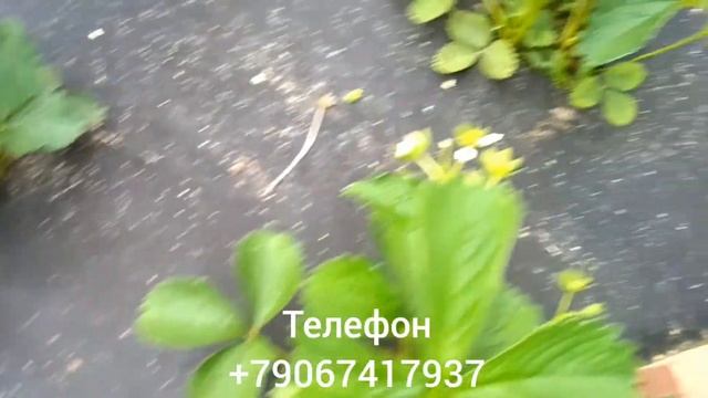 КРУПНОПЛОДНАЯ ЗЕМЛЯНИКА В ПОДМОСКОВЬЕ:ДАРСЕЛЕКТ/Strawberry Darselect смотреть онлайн