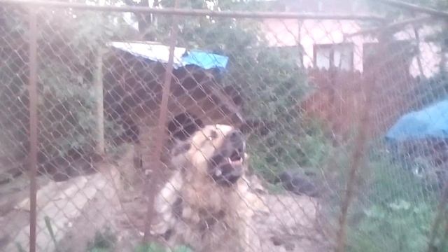 Caucasian Shepherd Dog | Kavkasiuri nagazi | Кавказская овчарка смотреть онлайн
