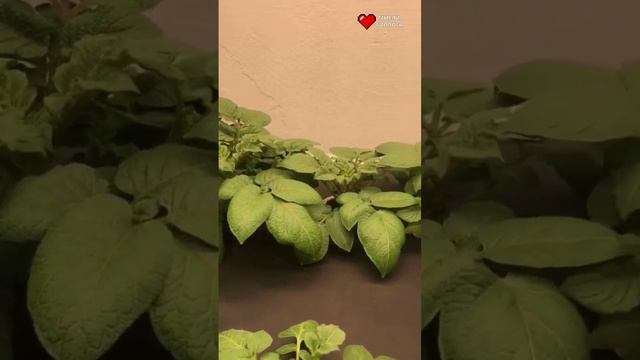 Очень дорогой картофель смотреть онлайн