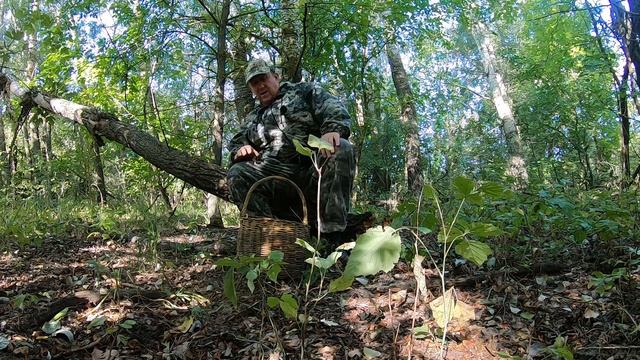 Собираю и мариную грибы обабки смотреть онлайн
