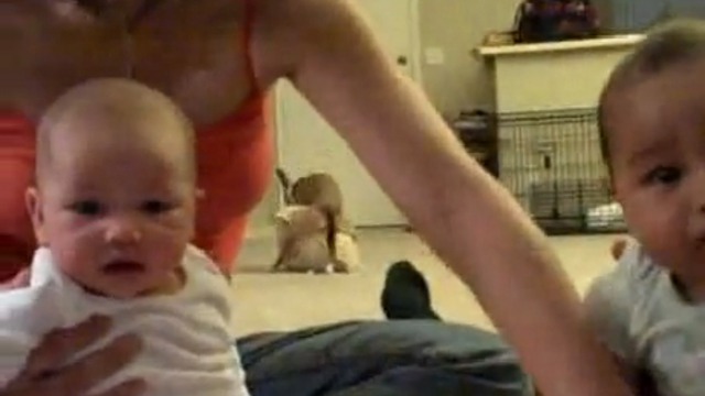 Все внимание на собаку! смотреть онлайн