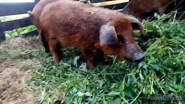 Поросята 2020 года// Дюрок +Венгерская мангалица. смотреть онлайн