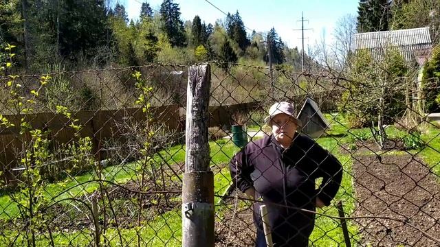 На даче/ инцидент на стоянке/высаживаю перцы/сколько заготовок нужно семье... смотреть онлайн