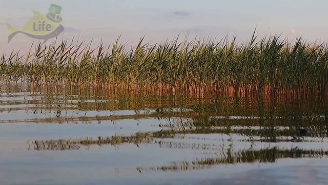 Эти 2 наживки в связке лучшее на что мне приходилось ловить крупного карася! смотреть онлайн
