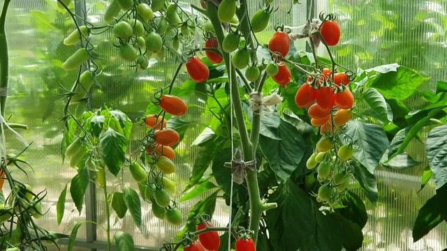 Сладкий фонтан F1- чемпион по вкусу и урожаю//Обзор лучших сортовых томатов сезона 2021. смотреть онлайн