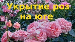 Укрытие роз на юге и проблемы старения роз