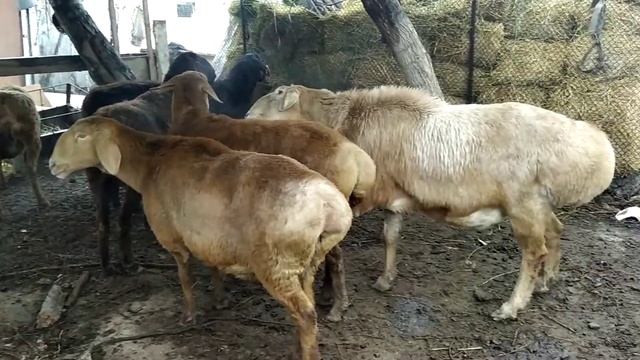 Кочкор Цезарь, сын легендарного Красавчика