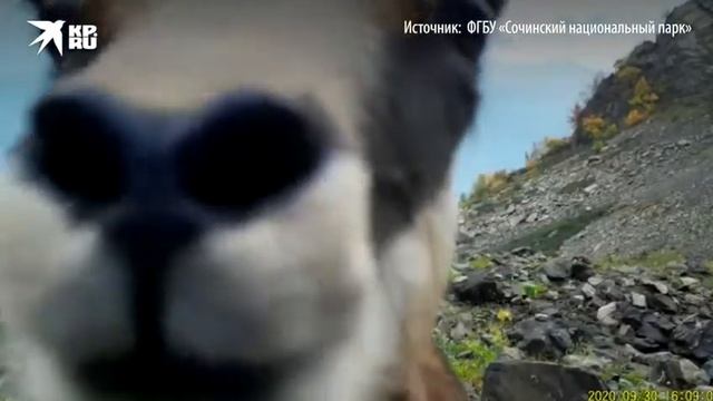 Кавказская Серна смотреть онлайн