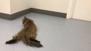 Вестибулярный синдром у кошки // vestibular syndrome in a cat