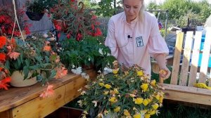 БЕГОНИИ роскошные ампельные! Опыт и советы от Ани