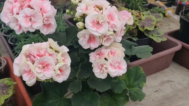 Сортовые преимущества ? пеларгонии PAC Salmon Komtess. Цветение в Ноябре! смотреть онлайн