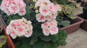 Сортовые преимущества ? пеларгонии PAC Salmon Komtess. Цветение в Ноябре!