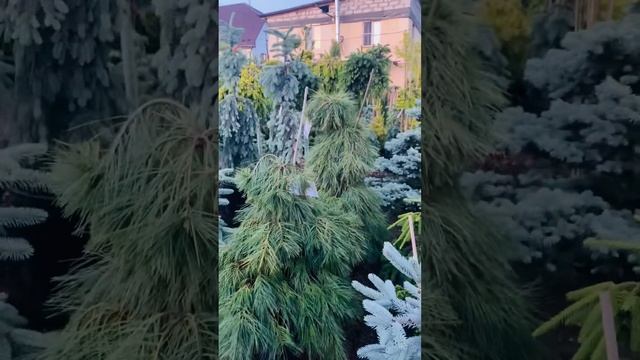 Еще больше интересного, о питомнике , в моей группе телеграмм https://t.me/S76Olga_76 смотреть онлайн