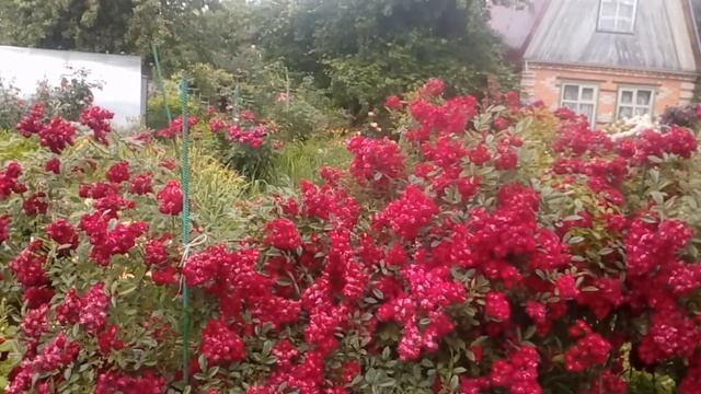 Роза Субра. Относится к мускусным гибридам.Семь лет, огромный куст.Нижнекамск смотреть онлайн