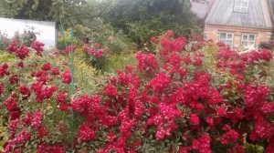 Роза Субра. Относится к мускусным гибридам.Семь лет, огромный куст.Нижнекамск