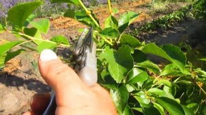 КАК ВИШНЮ ФОРМИРОВАТЬ КОЛОННОЙ.