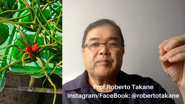 Voce conhece a Bromélia Tillandsia? Algumas dicas no cultivo desta espécie vegetal! смотреть онлайн