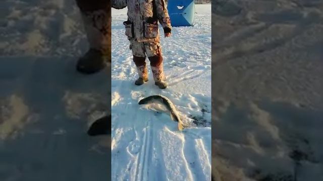 Курма .Щука .Жерлицы смотреть онлайн
