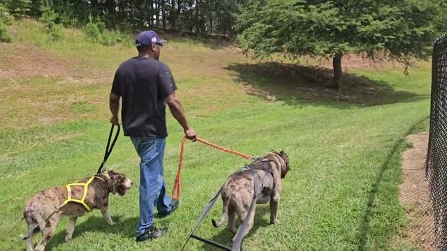 Dogs Pulling Logger Chains 1 Mile смотреть онлайн