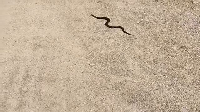 206.Что страшнее? Когда дорогу перебегает чёрная кошка или переползает чёрная гадюка? смотреть онлайн