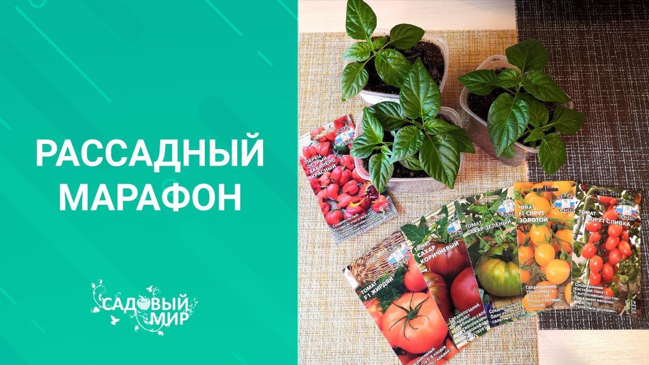 Томаты на рассаду в марте 2020 г. от СеДек /Что выбрала я на посев.