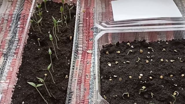 Сравнение двух способов посадки перцев смотреть онлайн