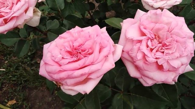 Роза Фредерик Мистраль на второй год.