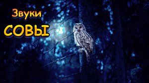 Звук совы | Какие звуки издает сова?