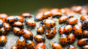 Божья коровка