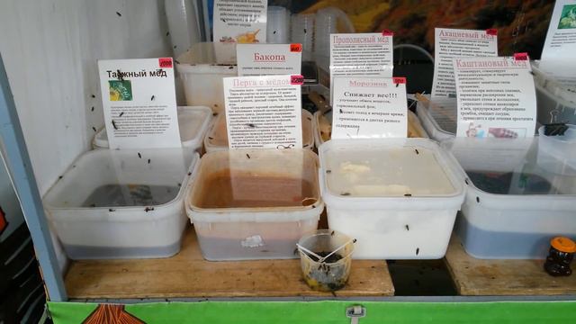 2015.09.25 - Иваново - Рядом с ЦКиО продают мёд смотреть онлайн
