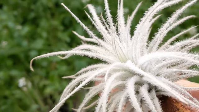 Air plant Tectorum смотреть онлайн
