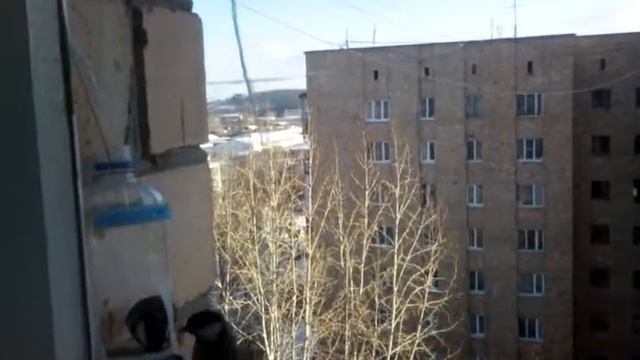 Синички кушают маргарин смотреть онлайн