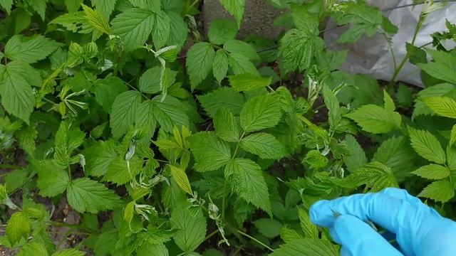 Что за вредитель скручивает листья малины и как я с этим борюсь смотреть онлайн