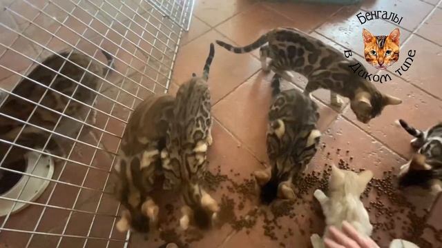 БЕНГАЛЬСКИЕ КОТЯТА ИЛИ КАК ПРАВИЛЬНО АДАПТИРОВАТЬ ТОЛЬКО ЧТО КУПЛЕННОГО КОТЕНКА смотреть онлайн