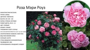Сорта роз. Лучшие сорта роз. Розы Шраб сорта. Описание сорта розы