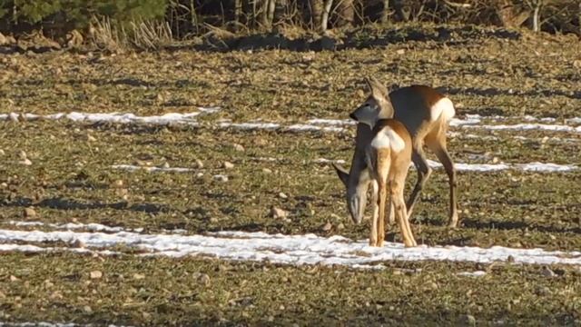 Дикие козы возле моего дома смотреть онлайн