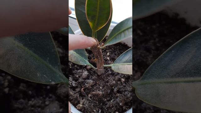 Фикус Эластика 3 недели после серьезной обрезки. Приятная неожиданность. смотреть онлайн