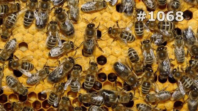 Зоопарк в Доме