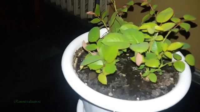 Размножение роз черенками в домашних условиях. Видео смотреть онлайн