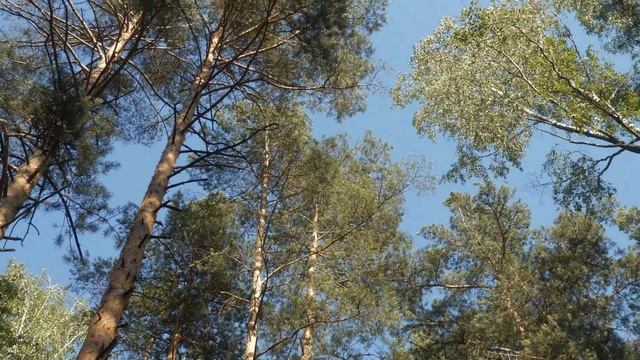 Слушаю радиохулиганов на 1.6МГц и 3МГц на приёмник Малахит в лесу. Шарманщики и свободные вещатели. смотреть онлайн