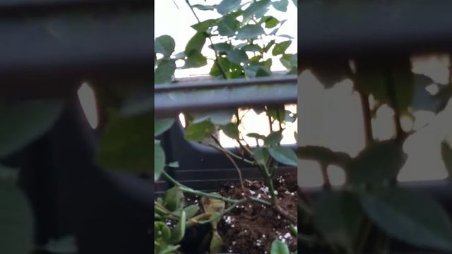 Голуби и цветы на балконе смотреть онлайн