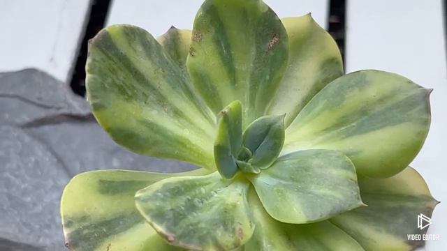 Echeveria Blue Metall Variegated смотреть онлайн