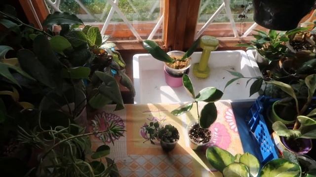 Подоконник с комнатными растениями смотреть онлайн