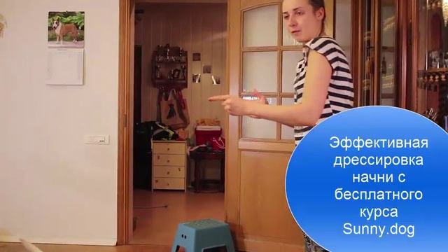 Бультерьер - особенность хозяев смотреть онлайн