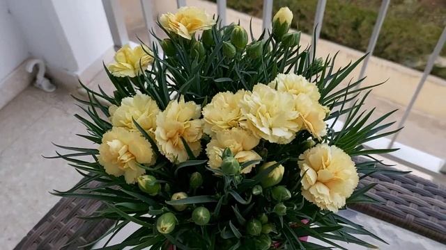НЕОБЫЧНЫЕ ЦВЕТЫ?ГОЛУБЬ МЕНЯ ОБЬЕДАЕТ? смотреть онлайн