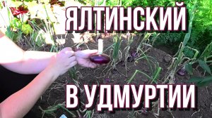 Лук Ялтинский из семян. 2023
