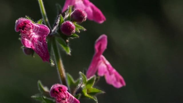 Stachys sylvatica смотреть онлайн