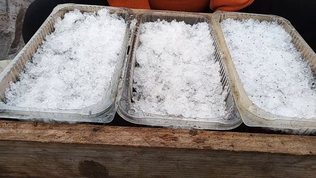 Посев ампельной и кустовой виолы (анютины глазки) на рассаду двумя способами смотреть онлайн